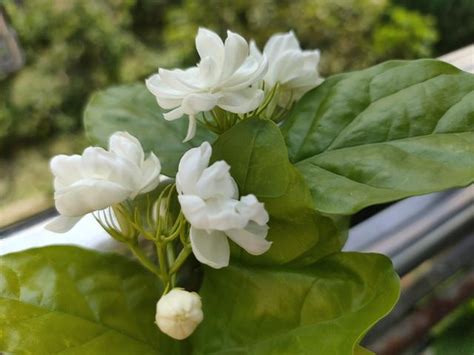 茉莉花怎麼種|新手種植茉莉花，只要牢記養護「口訣」，花爆滿盆、。